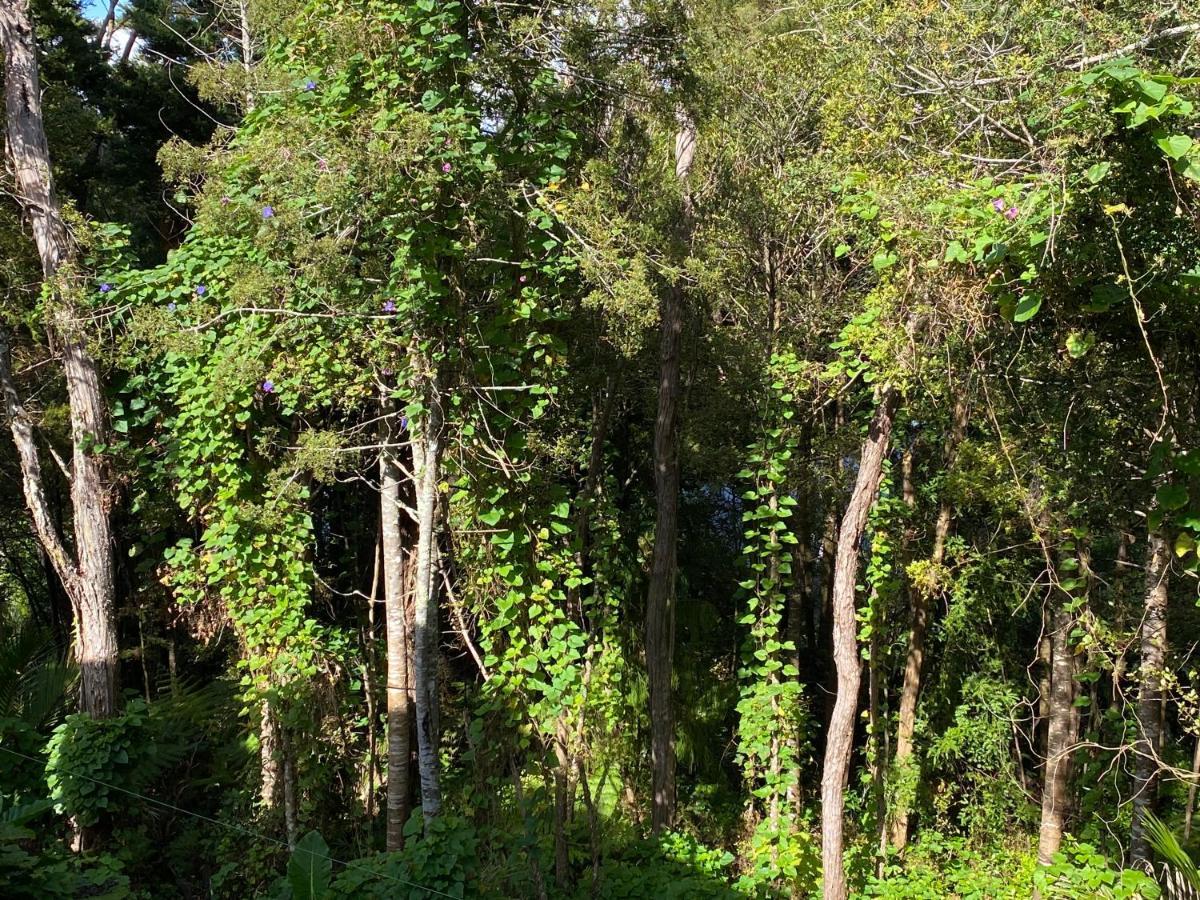 Bush , Birds And Relaxing Moments Διαμέρισμα Όκλαντ Εξωτερικό φωτογραφία